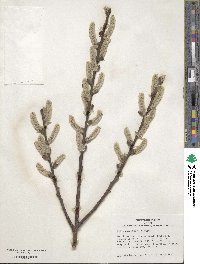 Salix caprea image