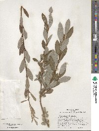 Salix caprea image