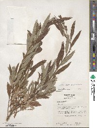 Salix caprea image