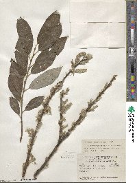 Salix caprea image