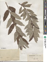 Salix caprea image