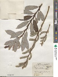 Salix caprea image