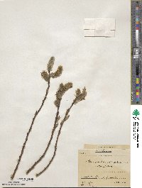 Salix caprea image