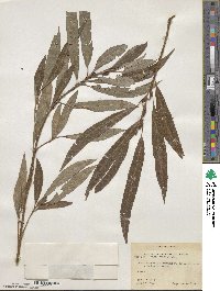 Salix caprea image