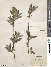 Salix caprea image