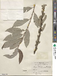 Salix caprea image