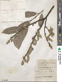 Salix caprea image