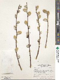 Salix caprea image