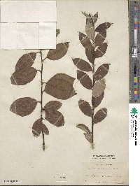 Salix caprea image