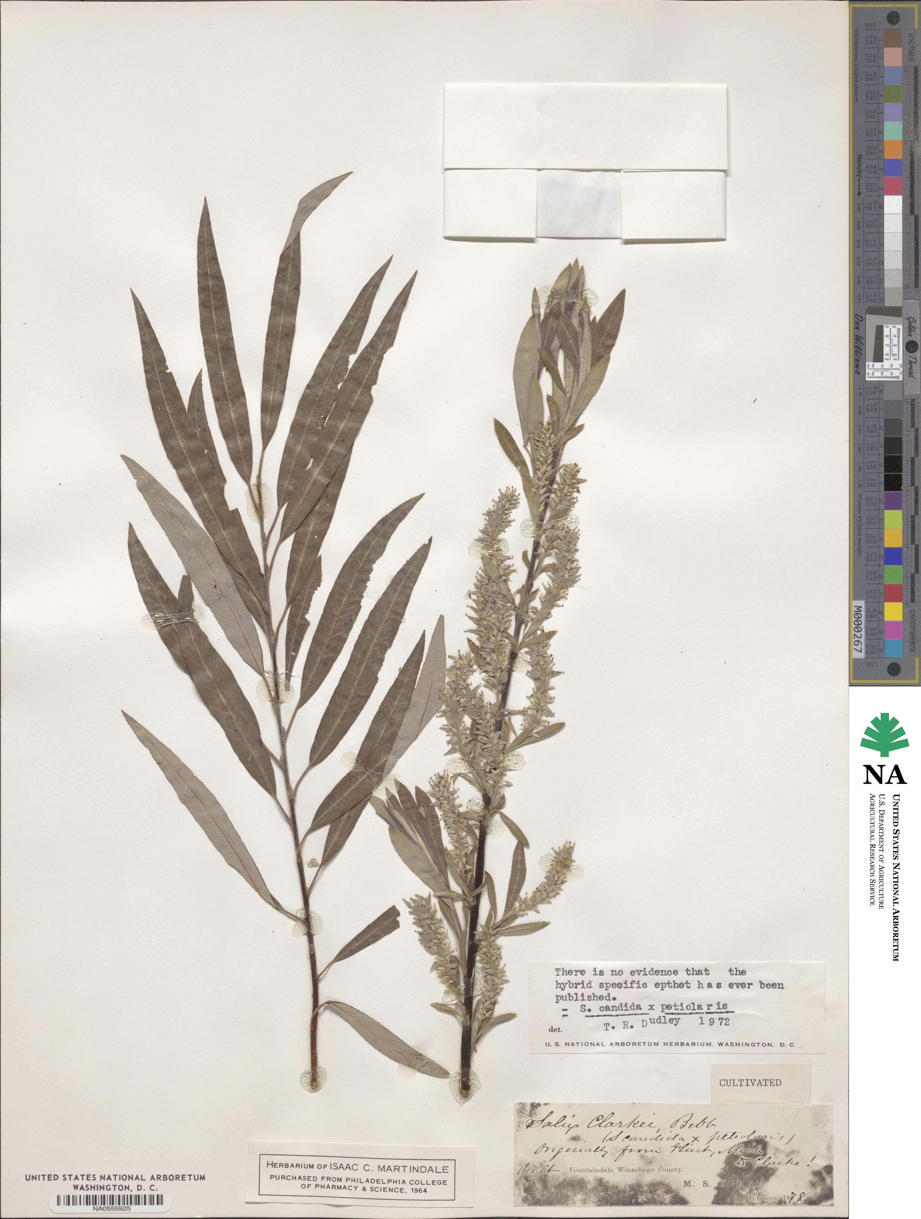 Salix candida image