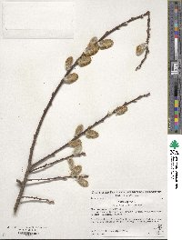 Salix caprea image