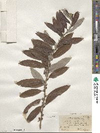 Salix caprea image