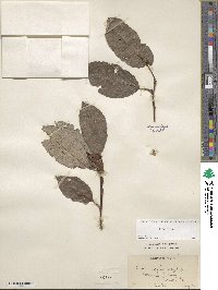 Salix caprea image