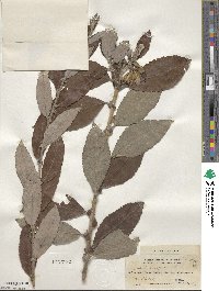 Salix caprea image