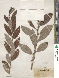 Salix caprea image