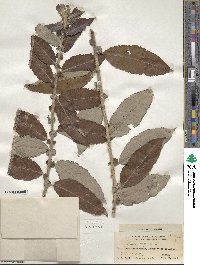 Salix caprea image