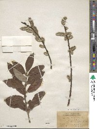 Salix caprea image