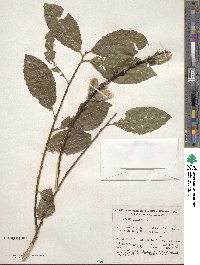 Salix caprea image