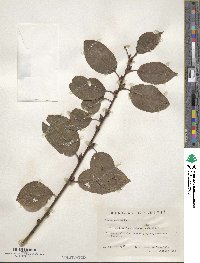 Salix caprea image