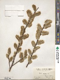 Salix caprea image