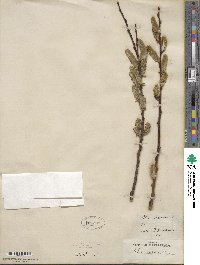 Salix caprea image