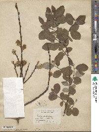 Salix caprea image