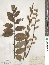 Salix caprea image