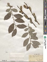 Salix caprea image