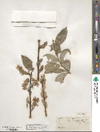 Salix barclayi image