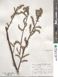 Salix bebbiana image