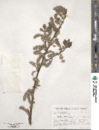 Salix bebbiana image