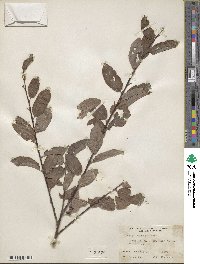 Salix bebbiana image