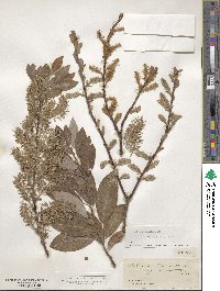 Salix bebbiana image