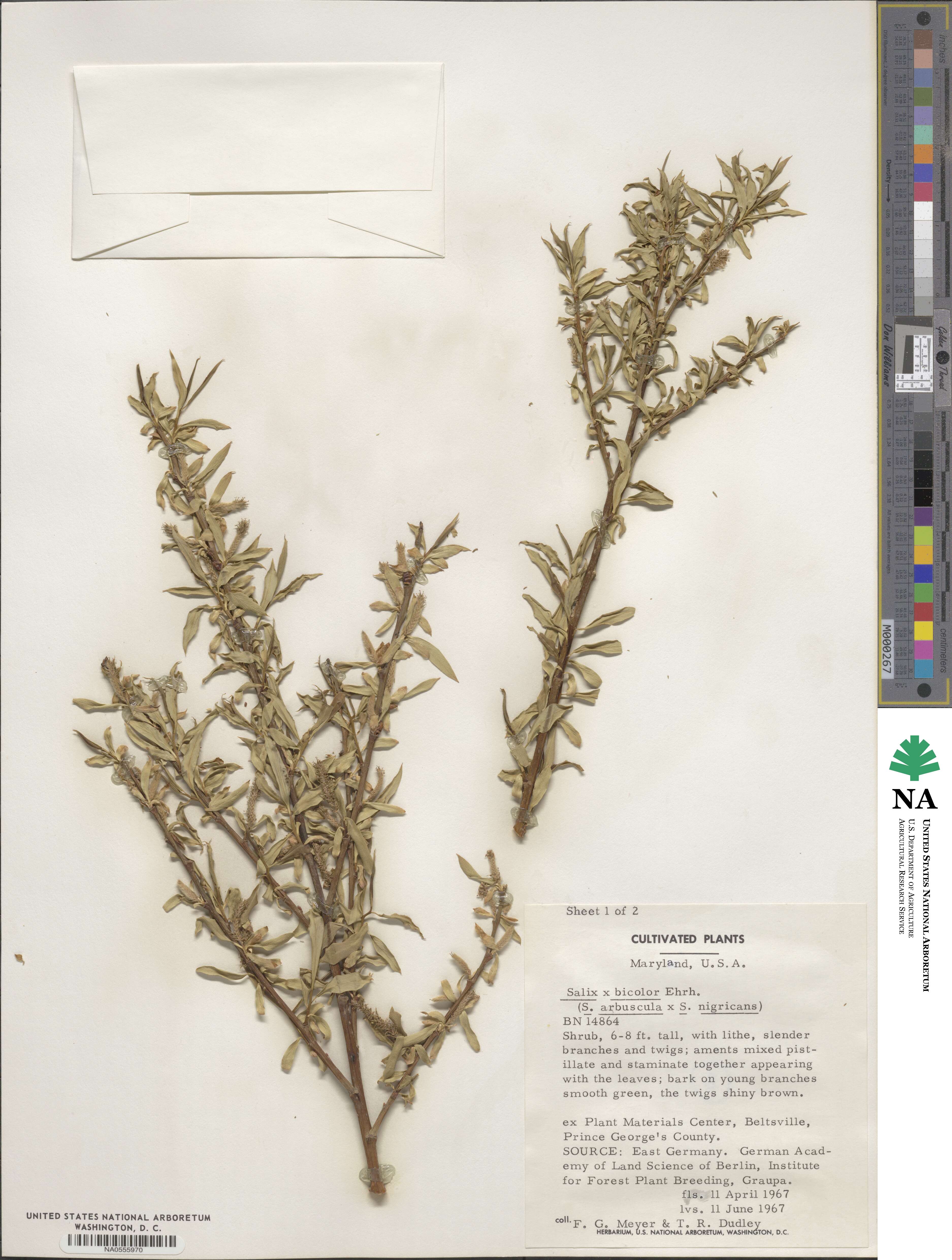 Salix bicolor image