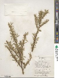 Salix bicolor image