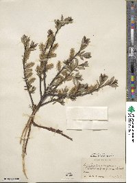 Salix bicolor image