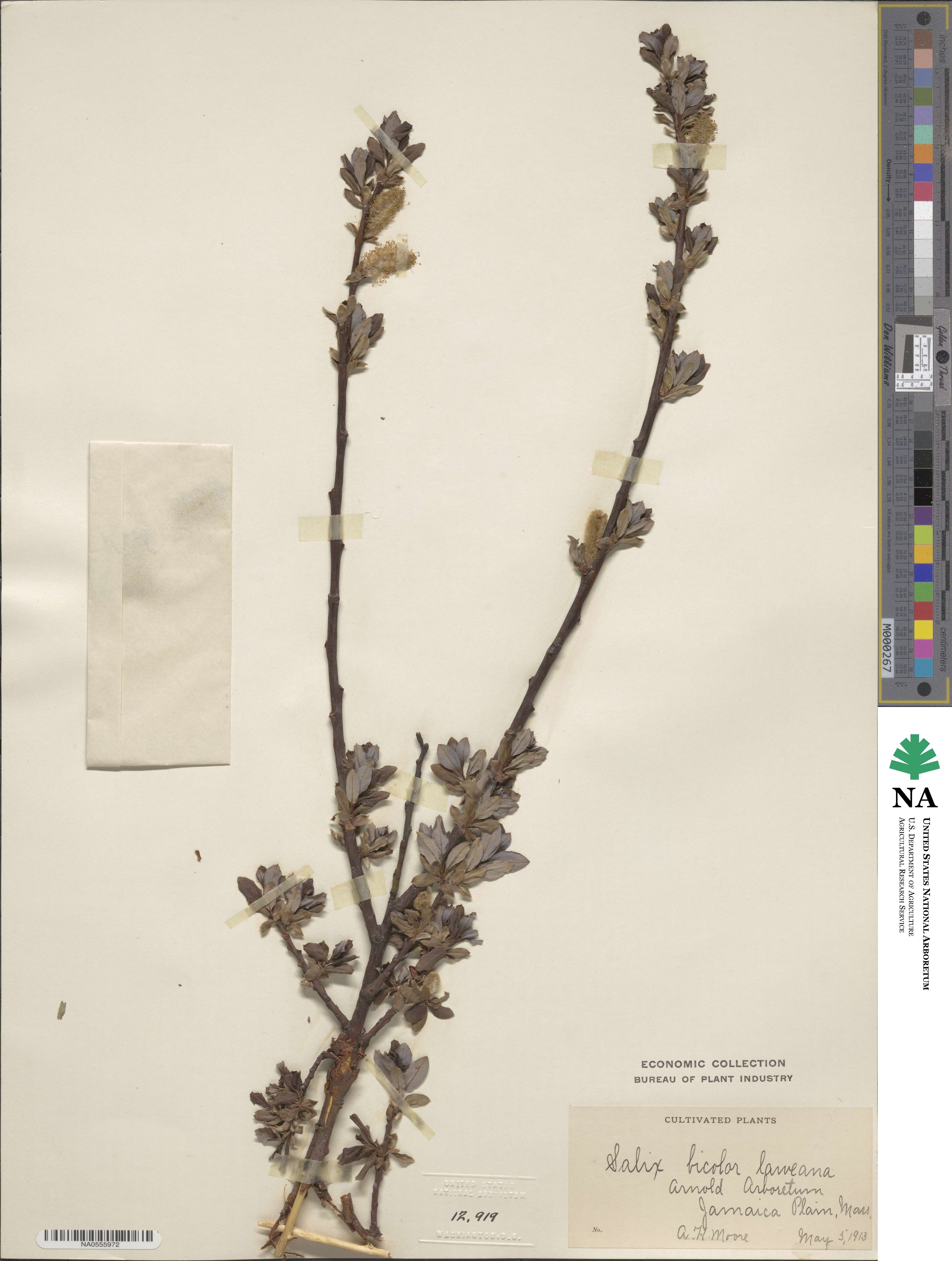 Salix bicolor image