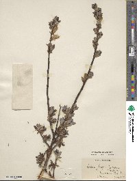 Salix bicolor image