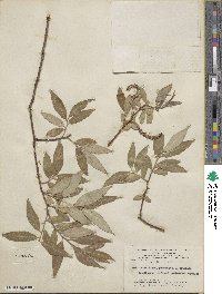 Salix blanda image