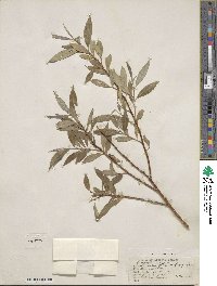 Salix blanda image