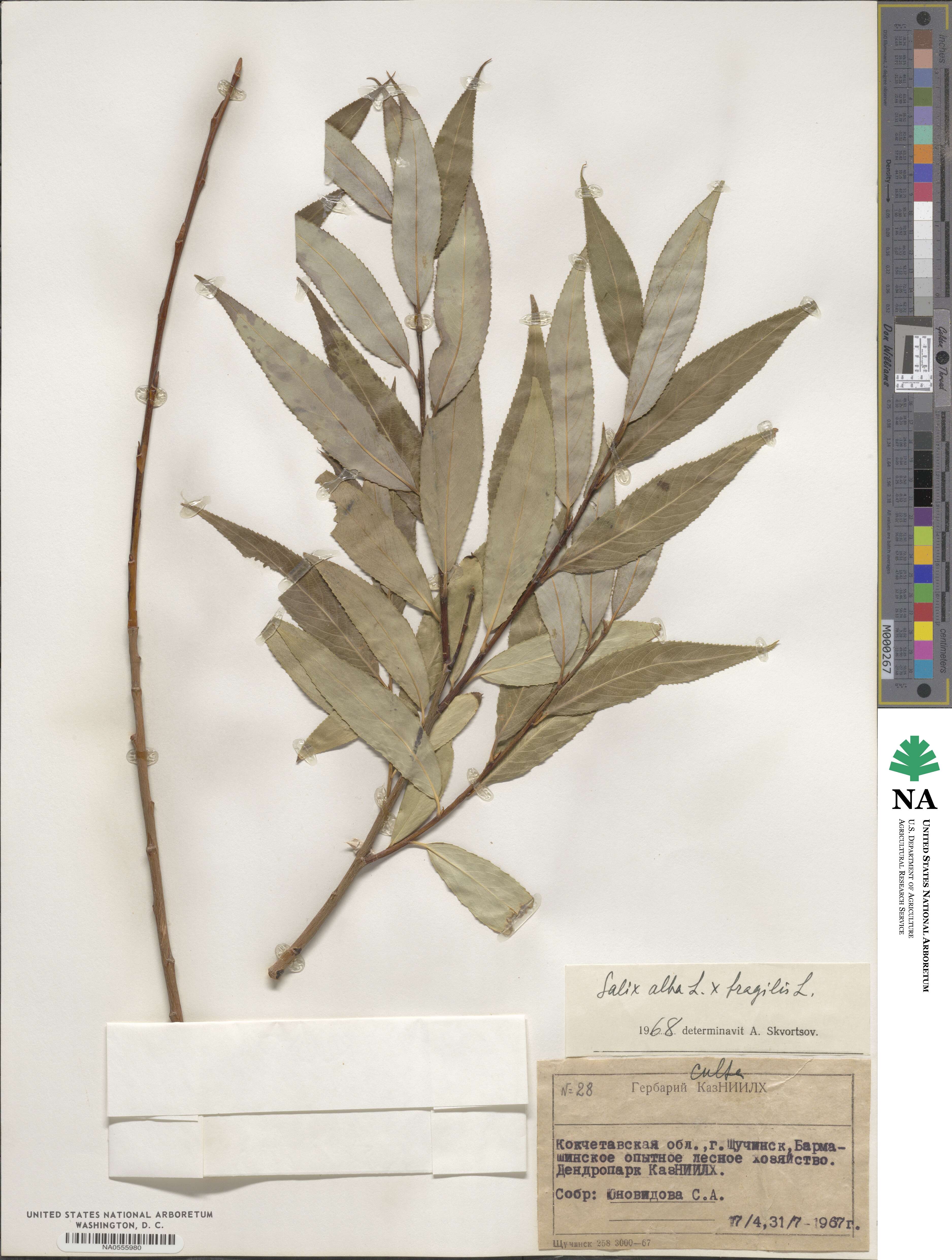 Salix blanda image