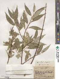 Salix blanda image