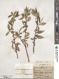 Salix blanda image