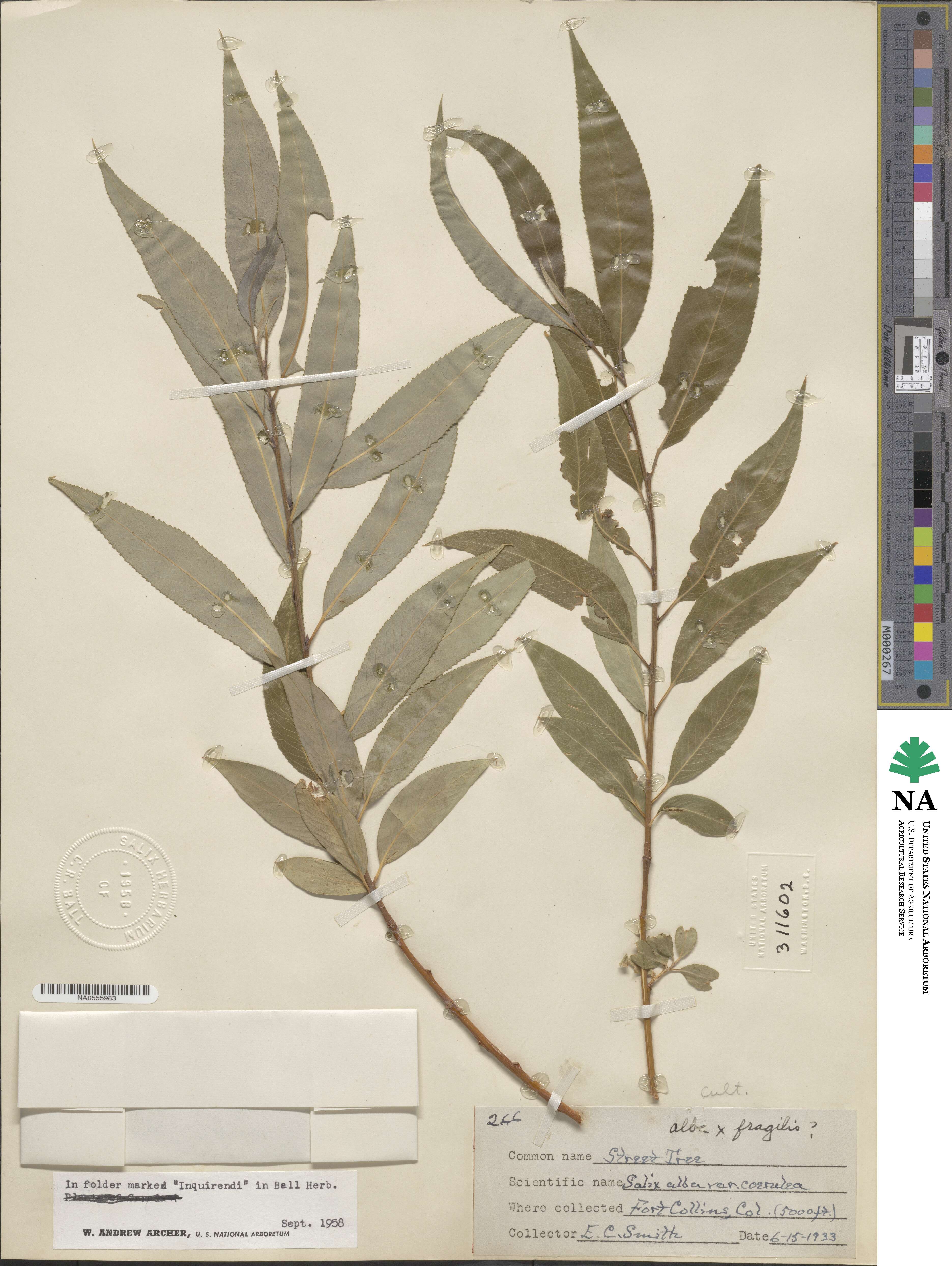 Salix blanda image