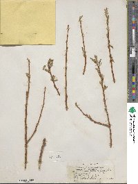 Salix blanda image