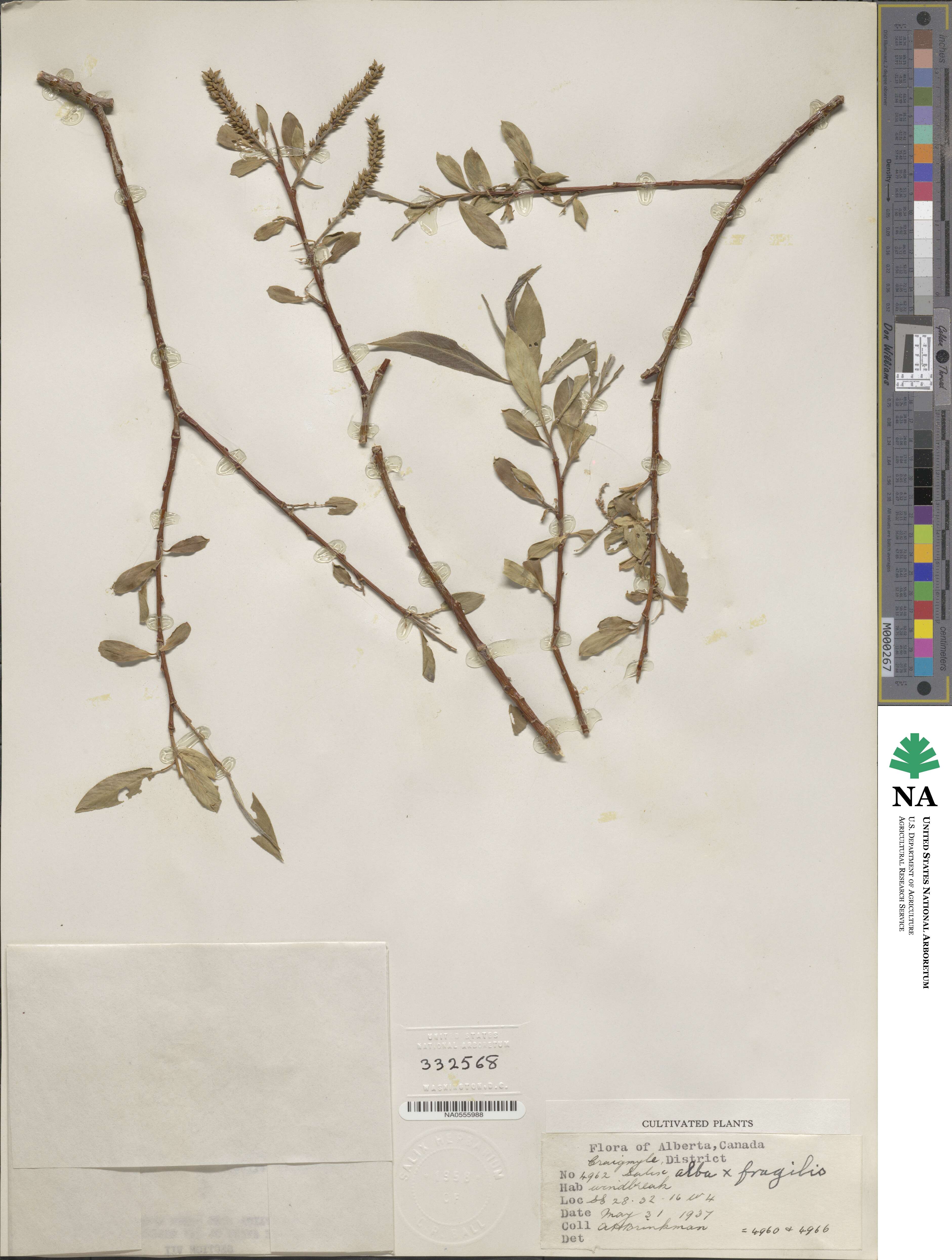 Salix blanda image