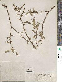 Salix blanda image