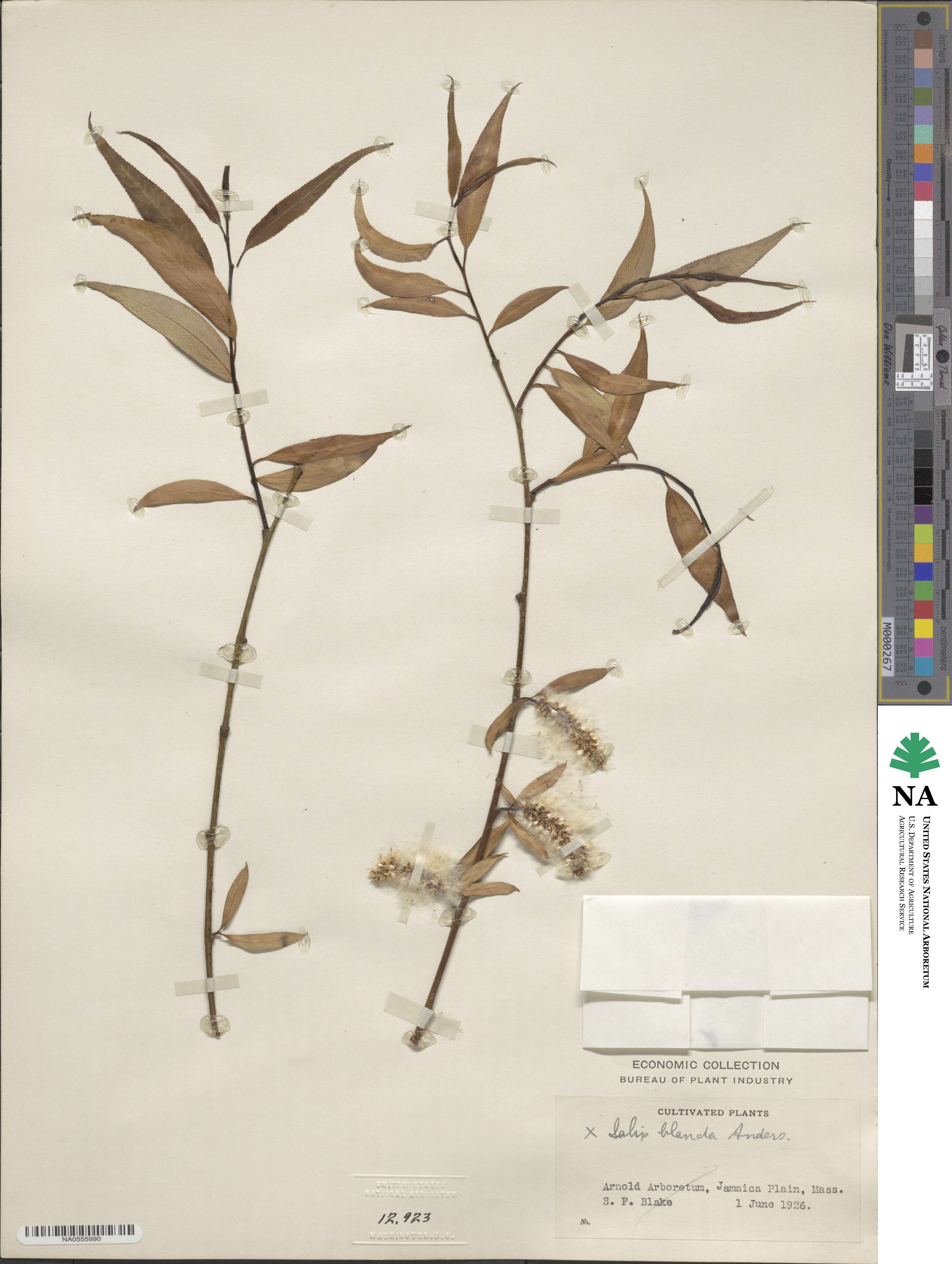 Salix blanda image