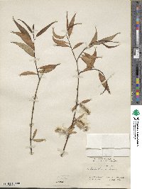 Salix blanda image