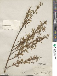 Salix blanda image